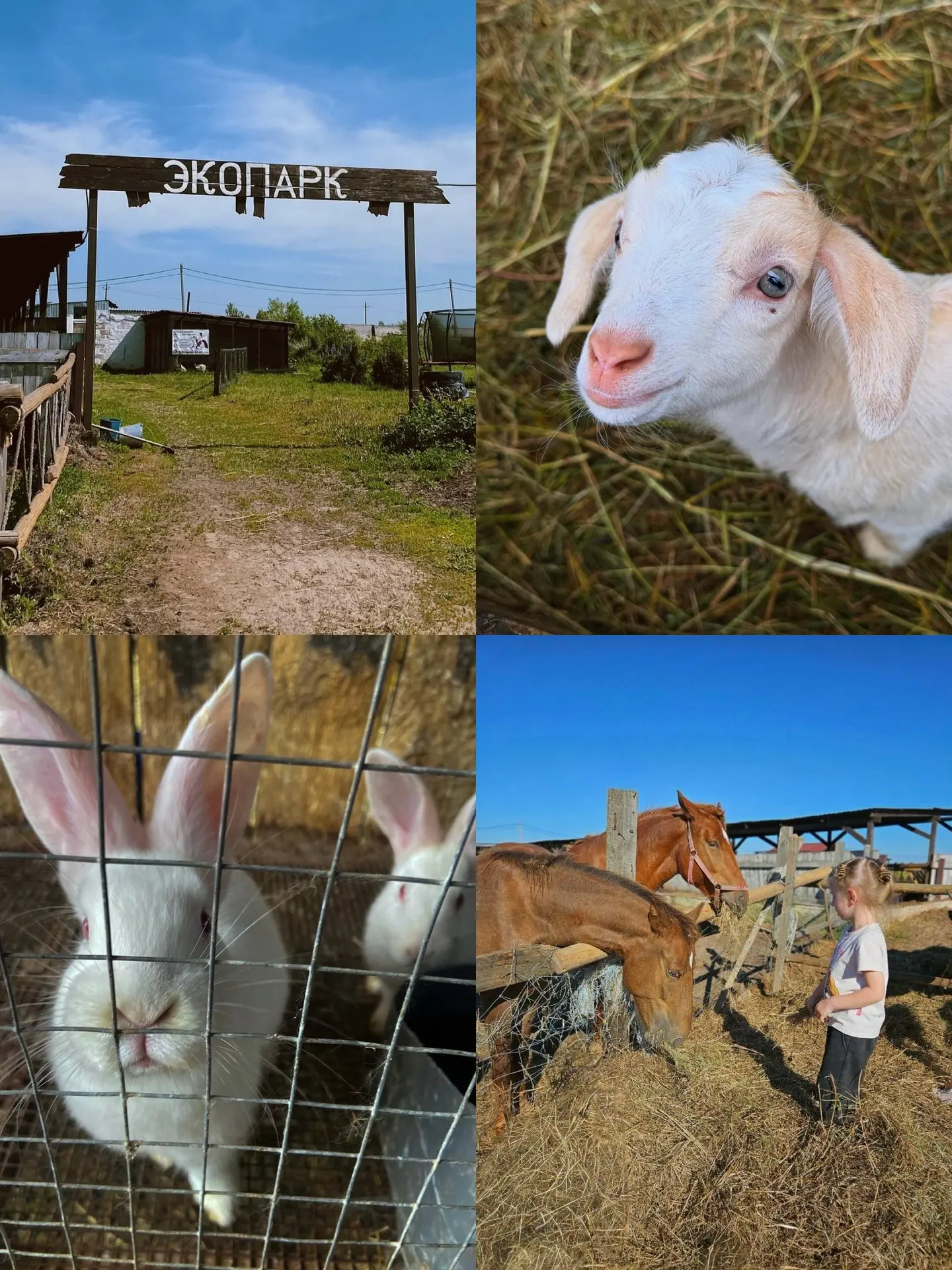 🐄 Ферма «Весёлая корова» — бесплатный день с животными, музыкой и посадкой деревьев 8 августа

С 12