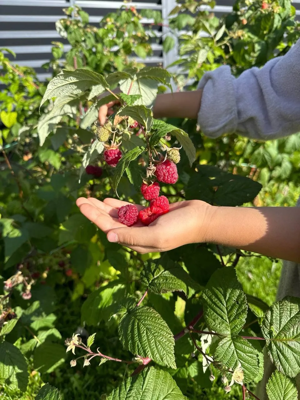 🍓 15 сентября — а на загородном участке всё ещё растёт свежая малина.