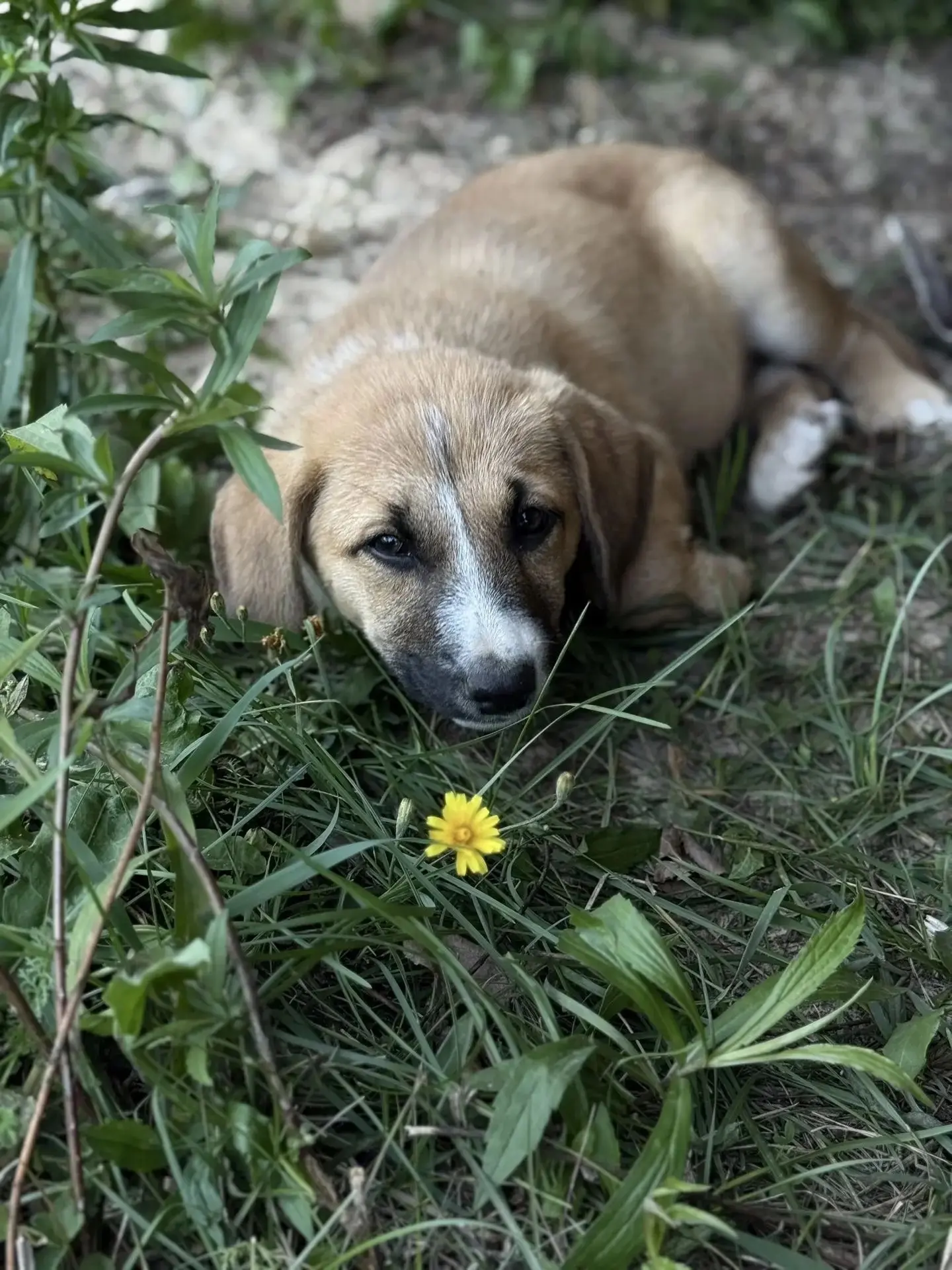 Ищем дом для трёх маленьких сердец ❤️🐾