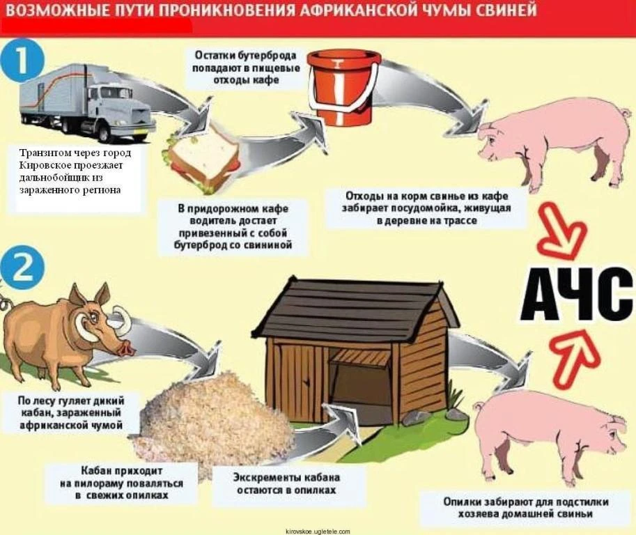 🐷 Африканская чума свиней (АЧС) .

АЧС — это вирус, который не оставляет шансов: лечения и вакцин н