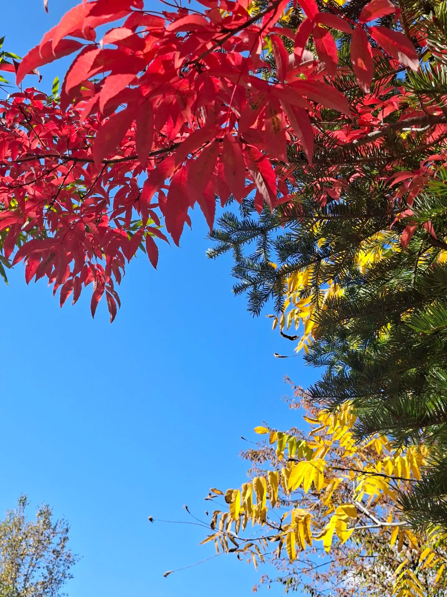 Красноклённое октябрьское 🍁