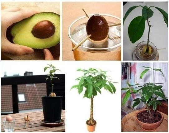 АВОКАДО ИЗ КОСТОЧКИ🥑

Вырастить вечнозеленое авокадо можно самостоятельно из косточки, но в домашни