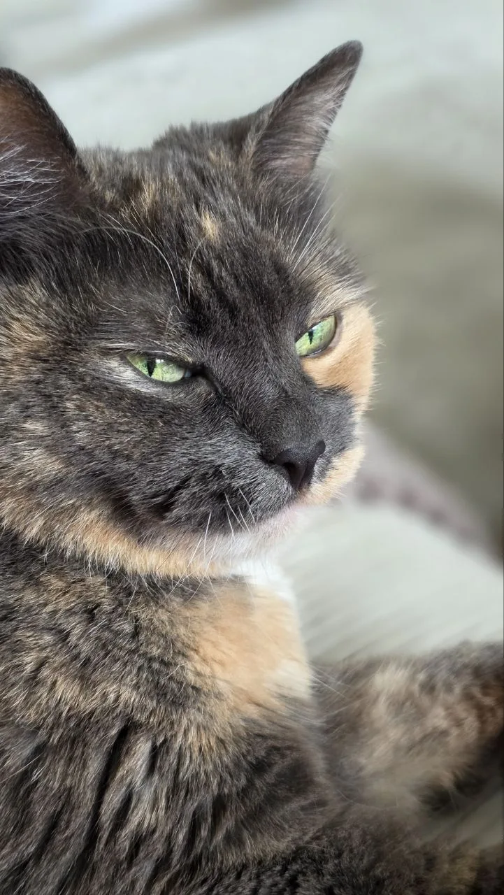 Август — это воскресенье среди месяцев 😿