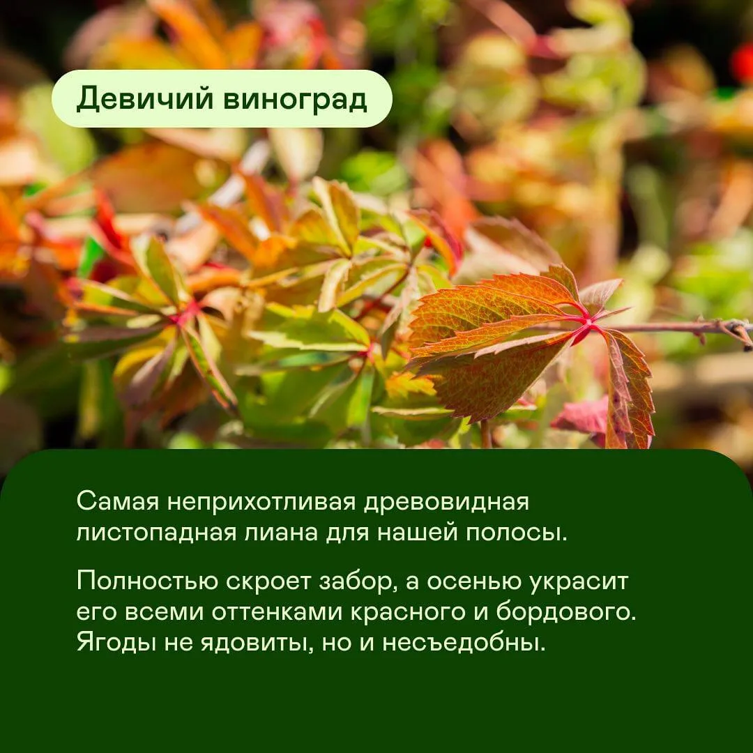 Лучшие растения, чтобы спрятать ограждения🌱 

Озеленённый забор не только скрывает пространство от 