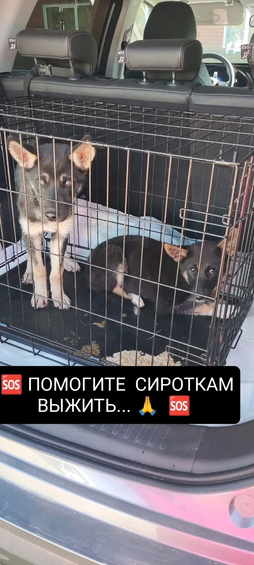 🆘🙏  СОВСЕМ НИКТО НЕ ОТКЛИКНУЛСЯ, ЧТОБЫ ПОМОЧЬ ЭТИМ МАЛЫШАМ......