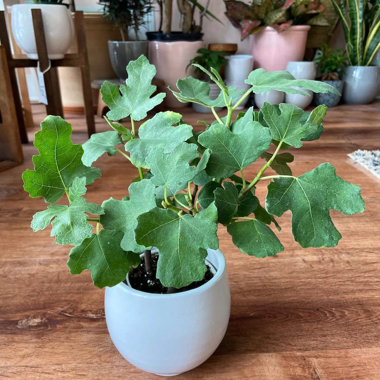 Многие боятся заводить инжир (Ficus carica), думая, что это огромное дерево или сложная в уходе экзо
