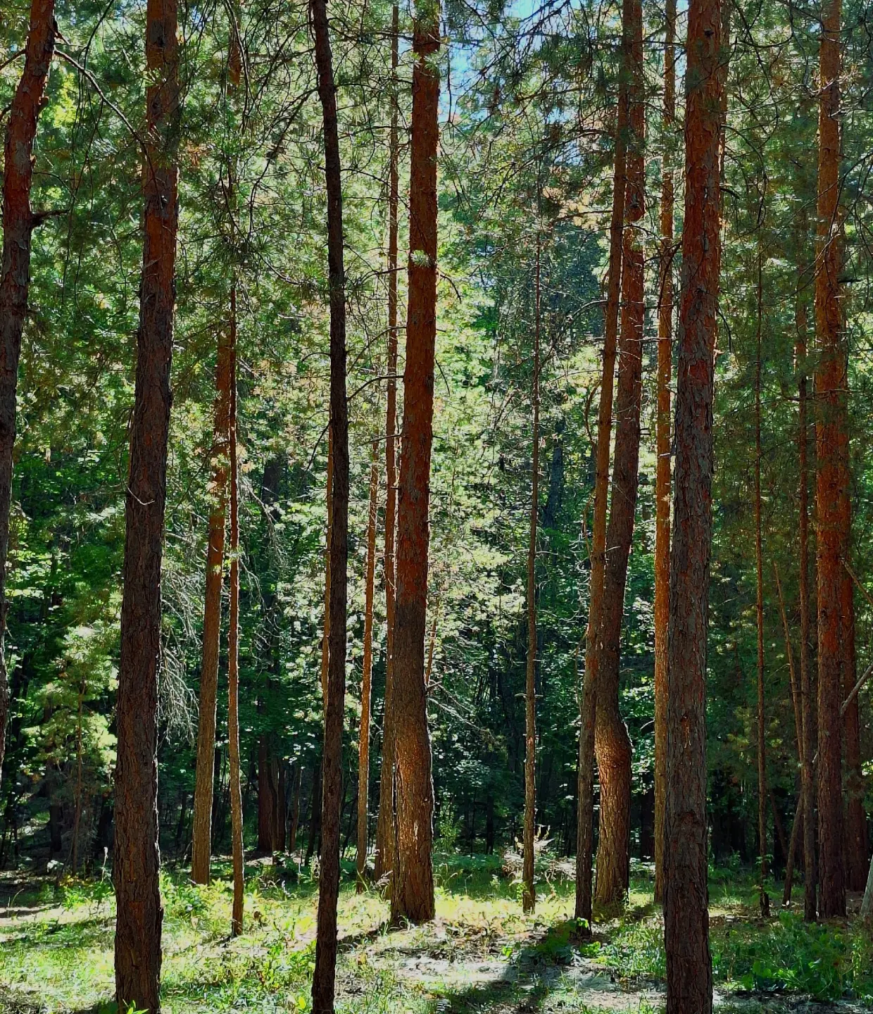 🌲🗿 ПОСЛЕДНЯЯ ПОЕЗДКА В ЭТОМ ГОДУ: мистические Скрипинские кучуры 6 сентября!