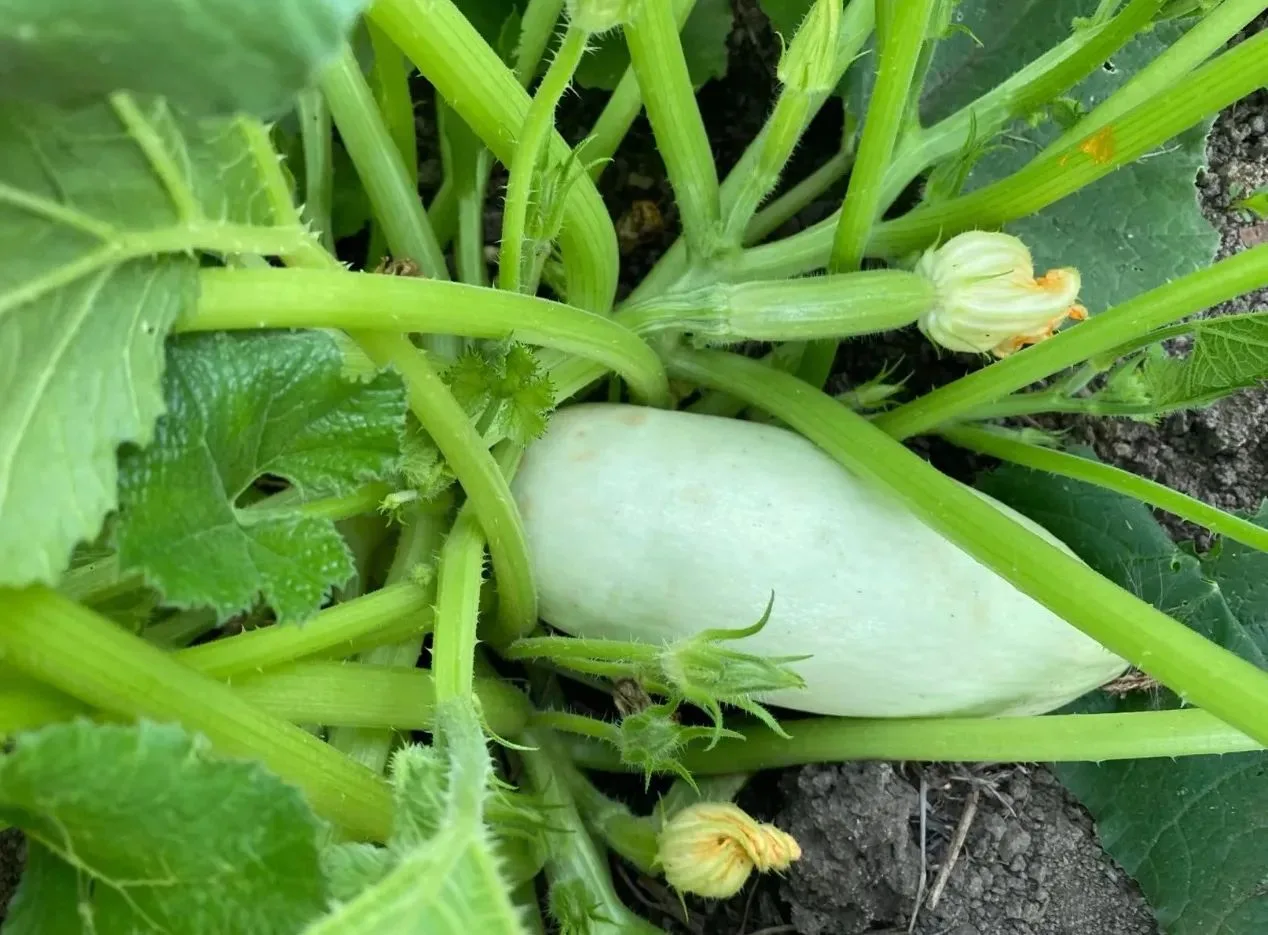 🥒 Мало кабачков и много пустоцвета? Это нормально — но есть нюансы

Куст мощный, цветёт, а плодов п