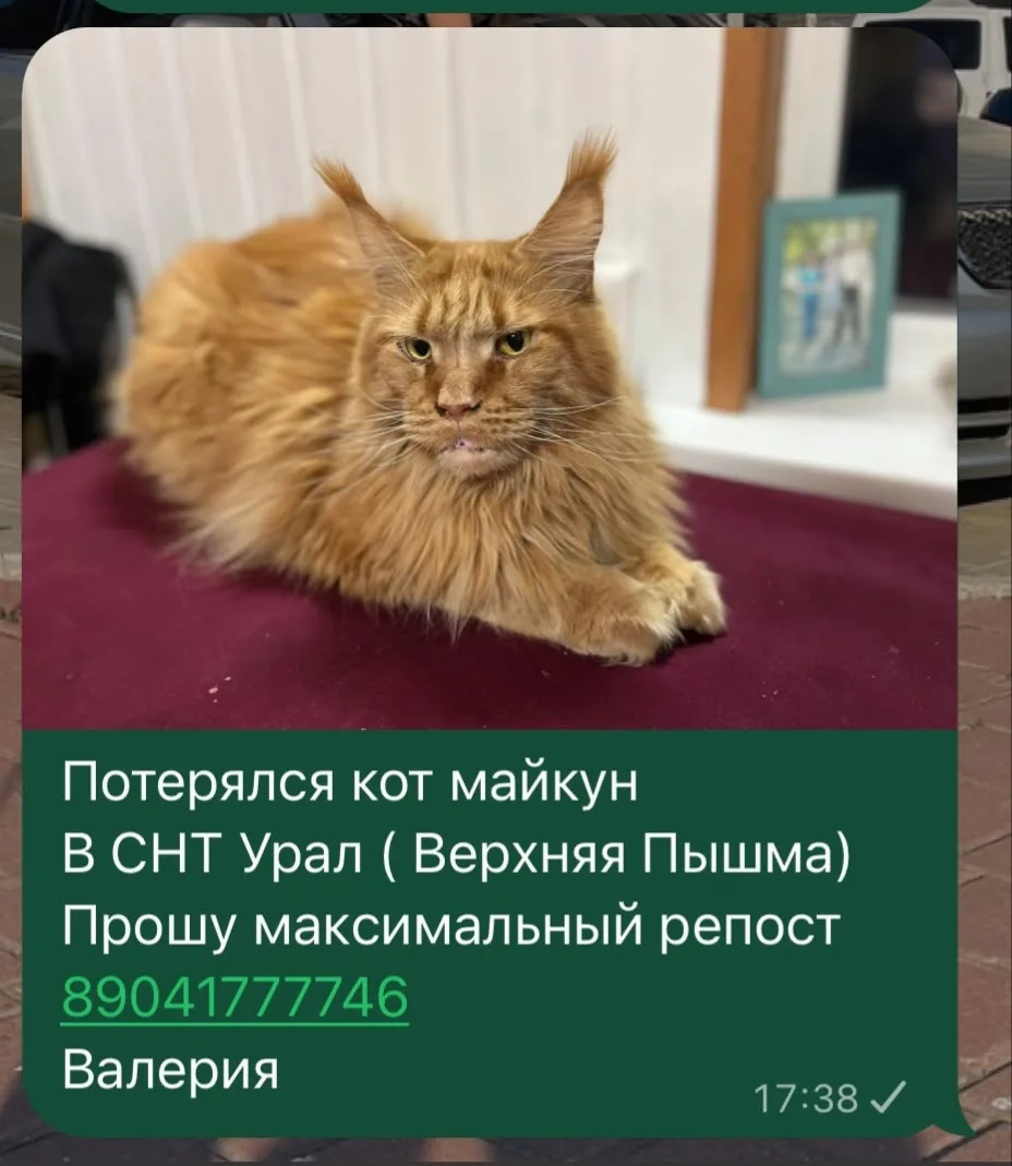 Потерялся кот, мейн-кун, рыжий окрас (Верхняя Пышма, Свердловская область)