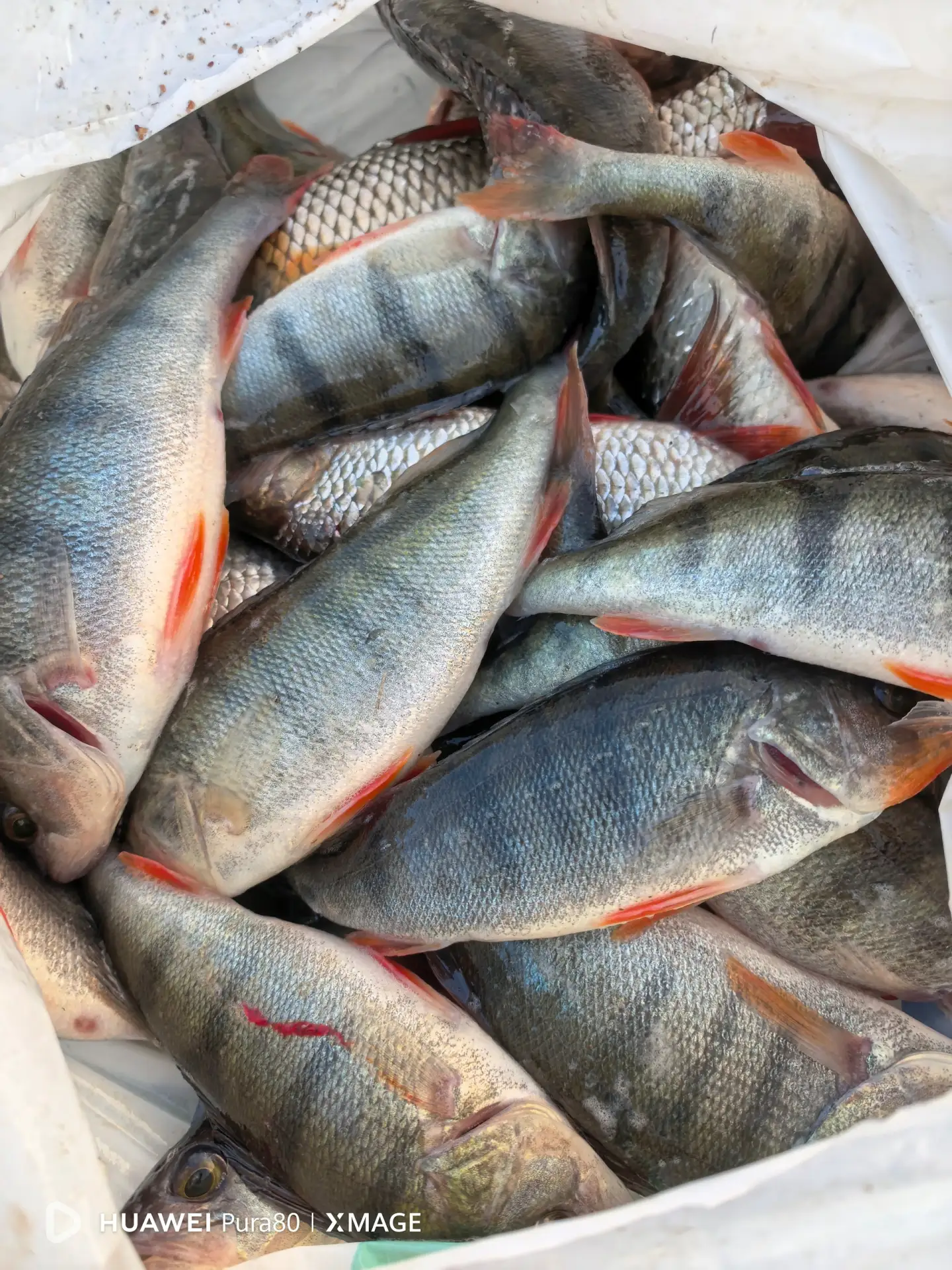 🐟 Рыбалка на Чуде проходила у берега Кленно напротив Стороженца. Удаленность от берега...
