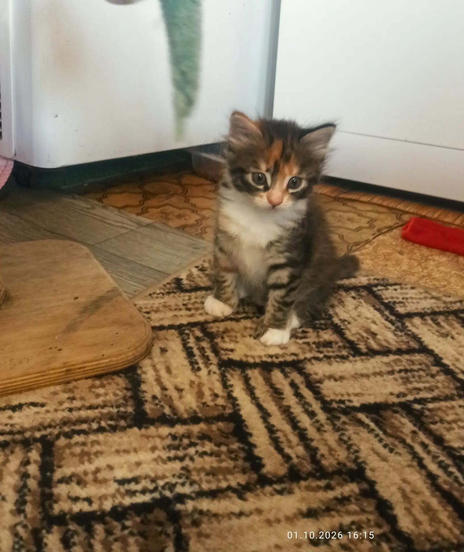 ✨ Наши котики ищут своих родителей! 💛 Им всего 1,5 месяца, но они уже такие старательн...