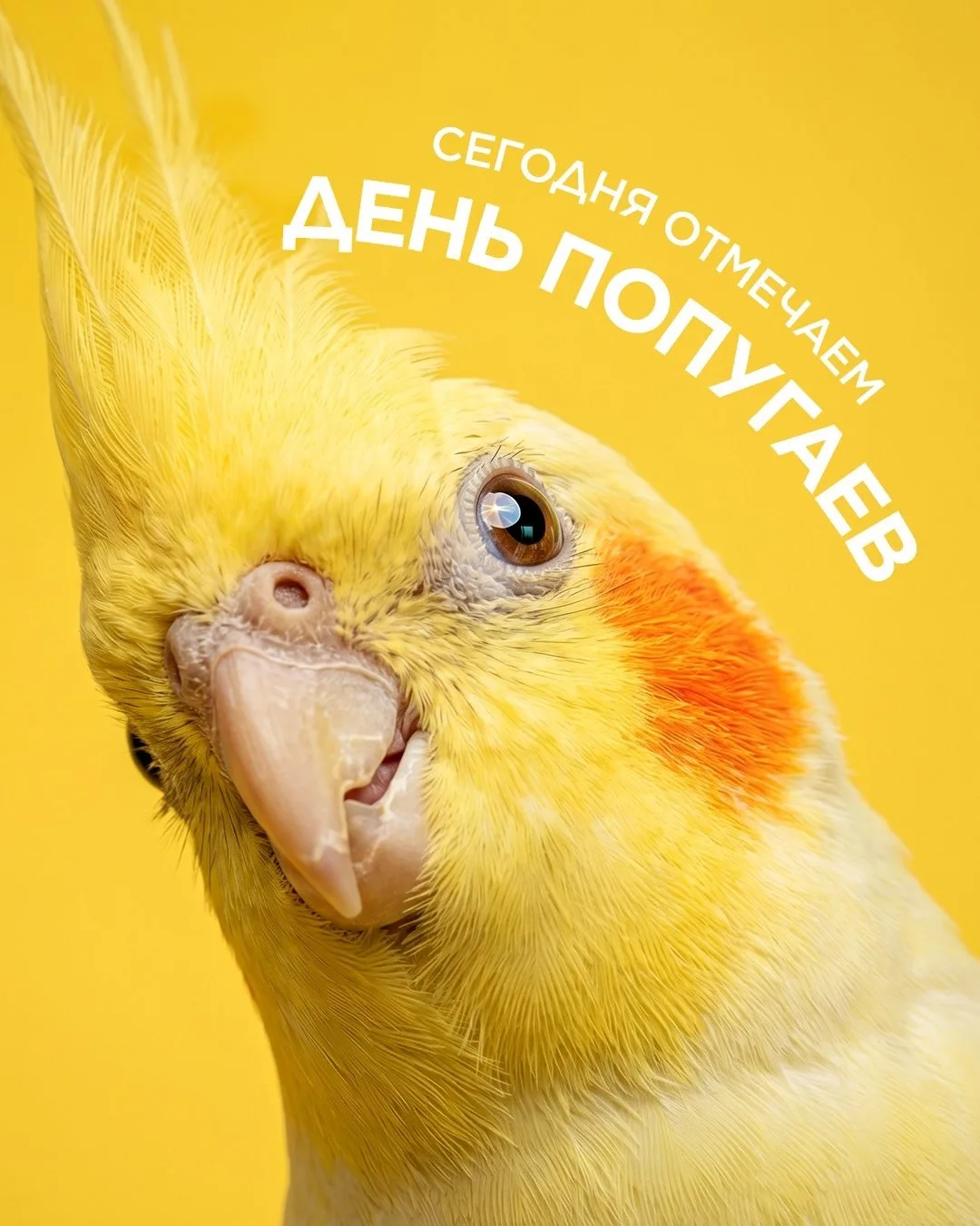 Сегодня отмечаем День попугаев! 💚 🦜