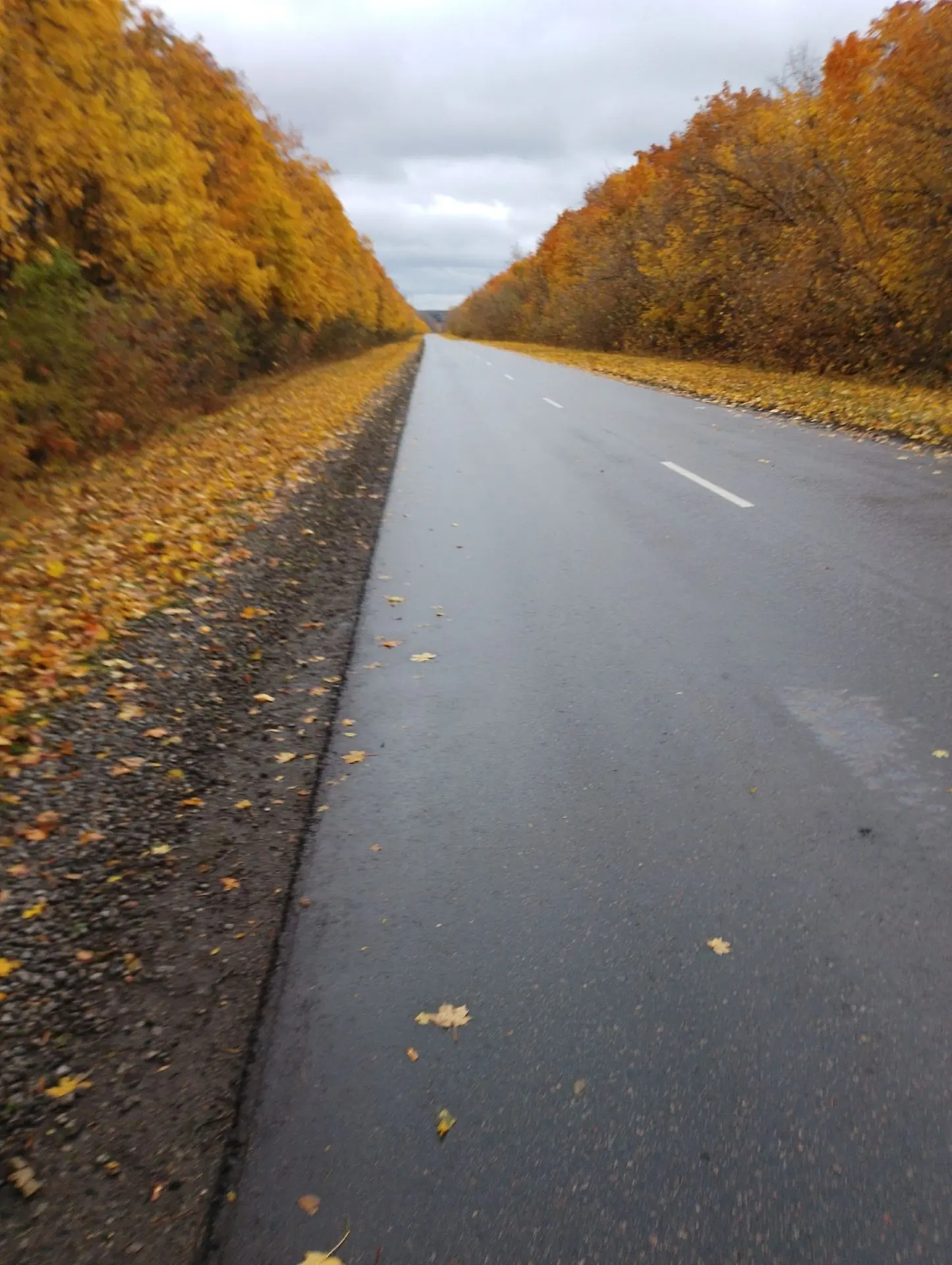 Дорога в осень 🍁🍁🍁