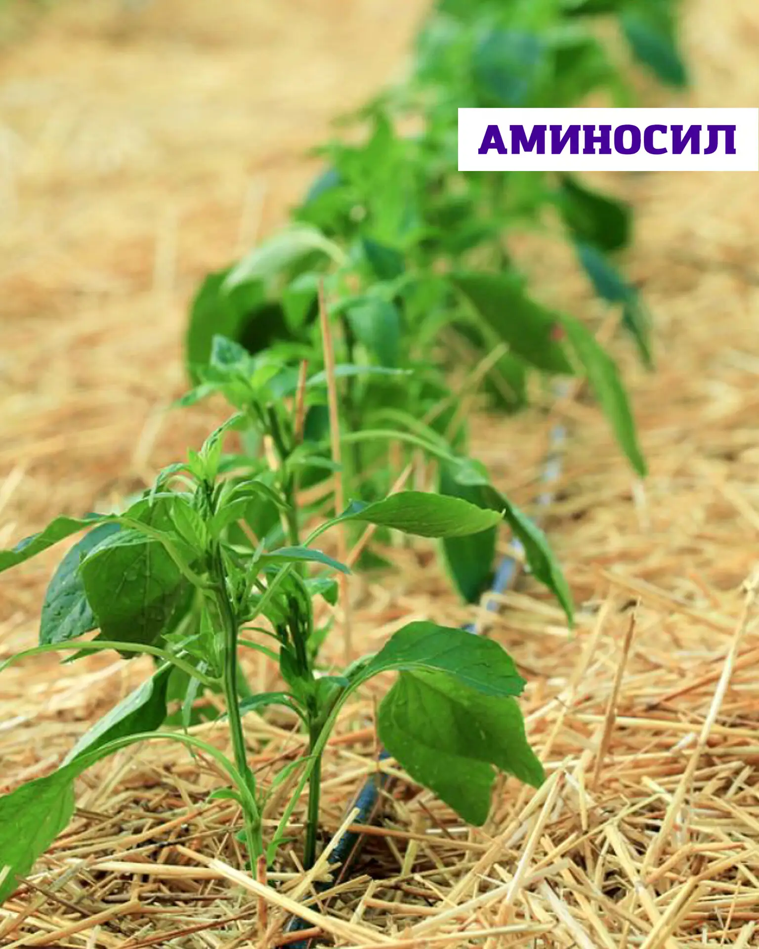💧Как сохранить влагу в почве и снизить стресс для растений летом? 🌿

В жаркий период основная проб