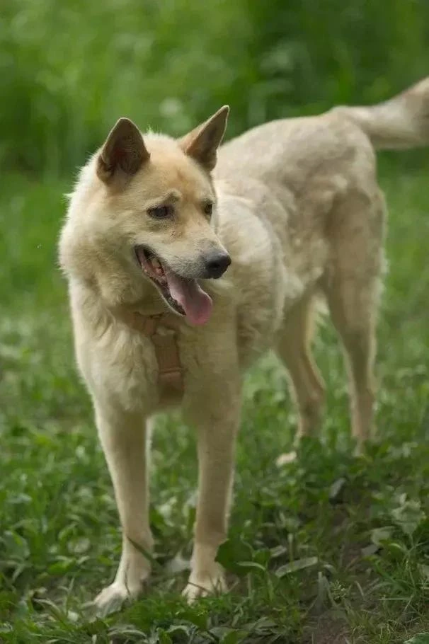 Бланш ищет дом 🐾