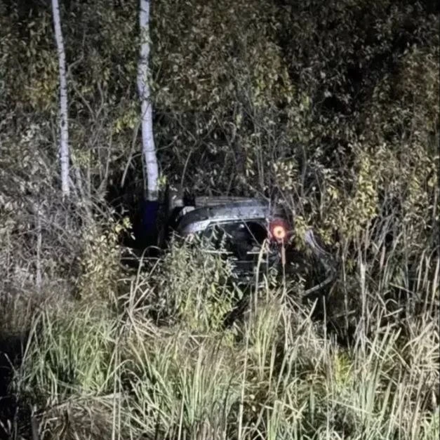 🚨 Автомобиль сбил вышедшего на дорогу медведя в Первомайском районе Томской области и ...