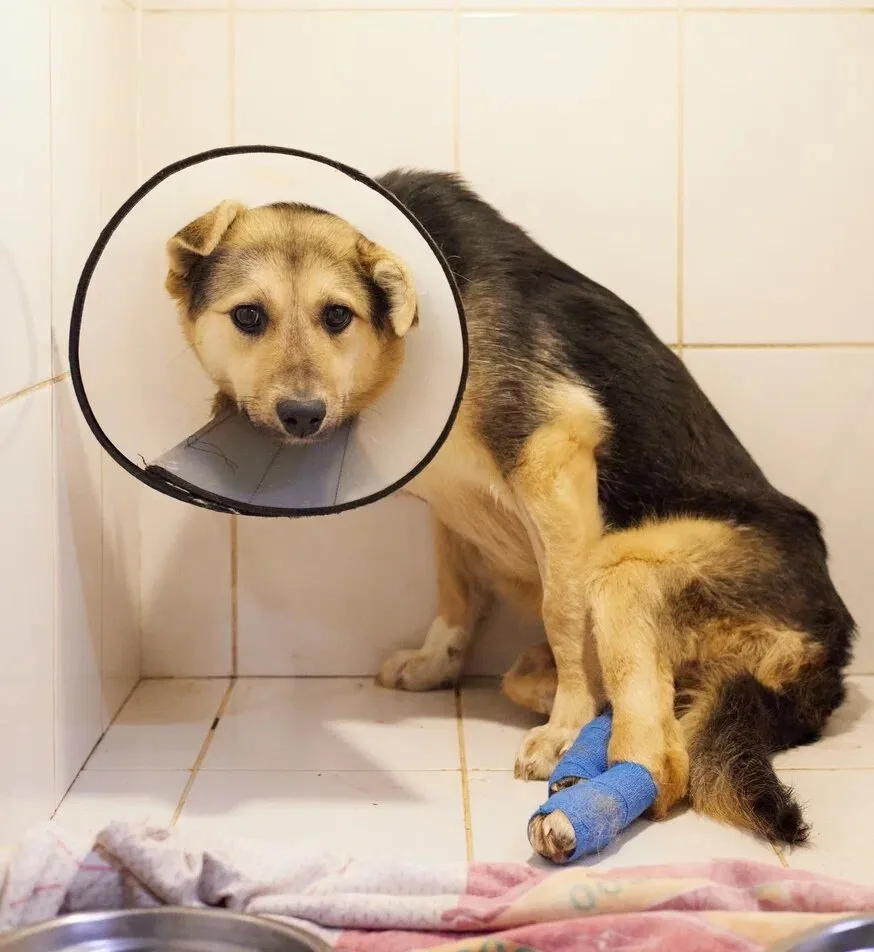 🆘 Мы кричали, как могли: ПОМОГИТЕ! Но нас не услышали… 💔  НАМ НЕЧЕМ КОРМИТЬ 500 ИНВАЛИДОВ! Объявляем