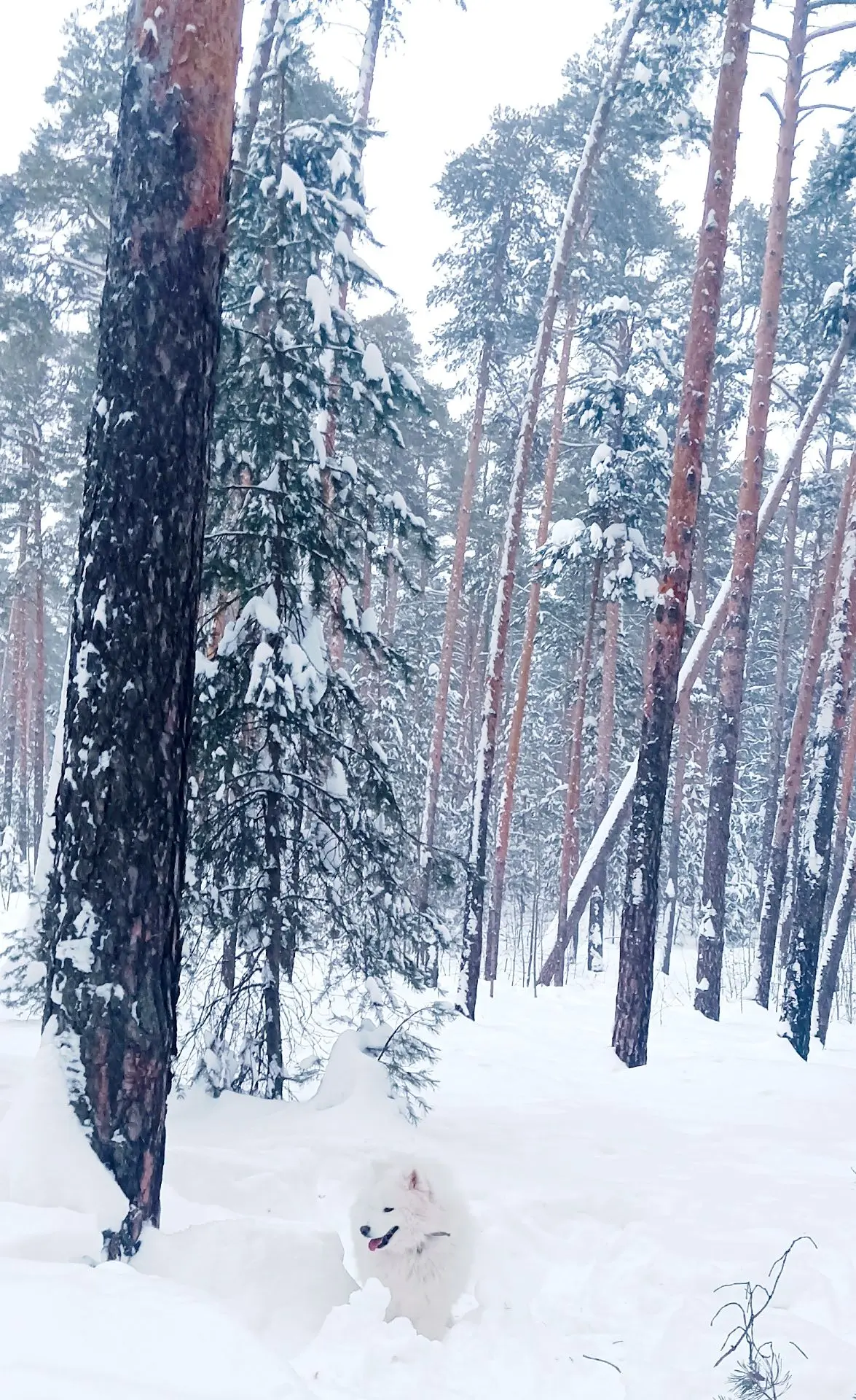 "Вдохновимся природой"