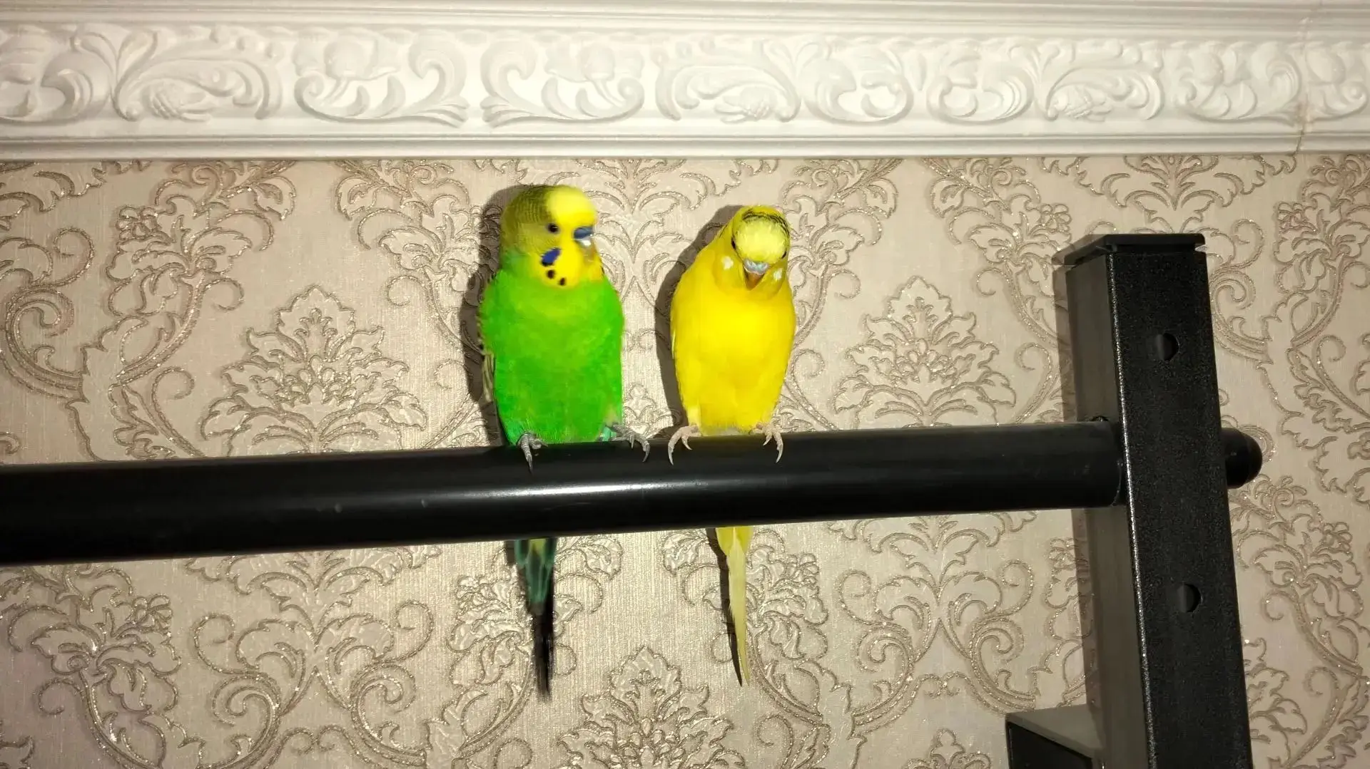 🦜 Искорка и Киви 🦜