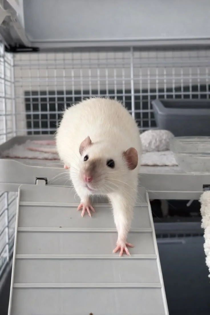 Уровень милоты: крысиный. 🐀❤️