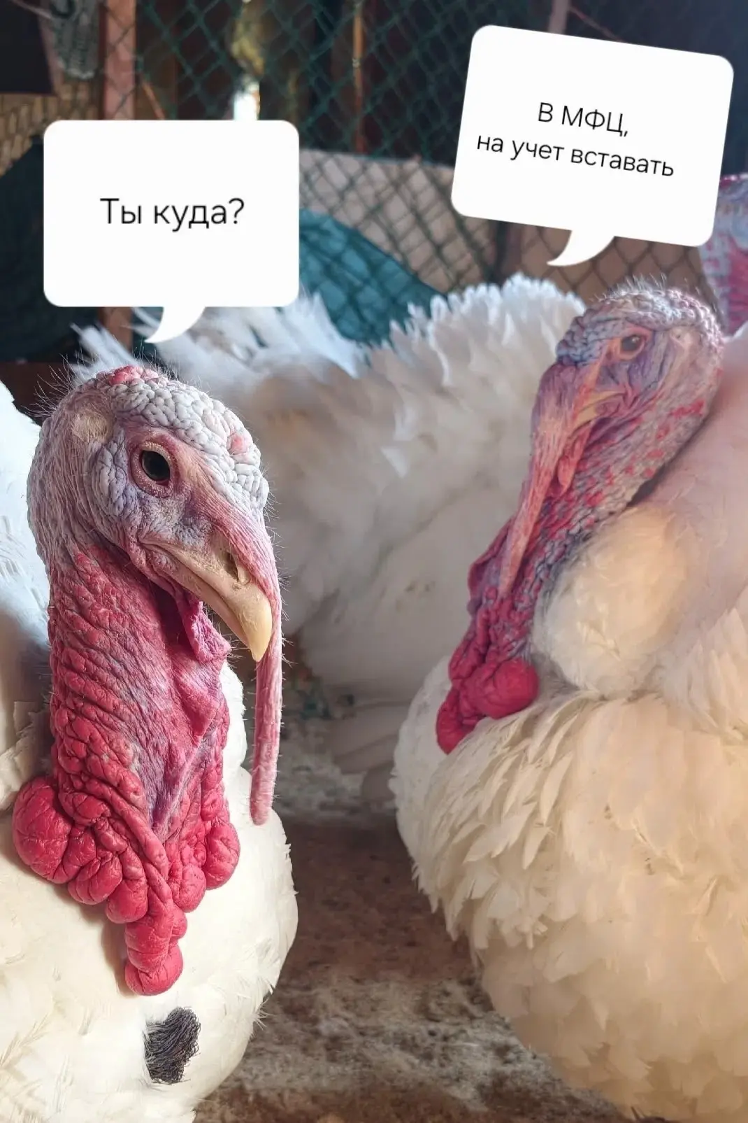 🤡 С 1 сентября владельцам хозяйств, где больше 10 кур, уток, гусей, индеек и другой пт...