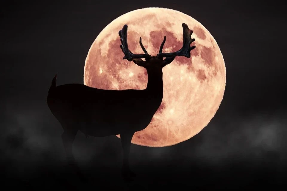 🌚 Оленья Луна взойдет над Самарской областью

Необычное полнолуние ждет жителей региона в ближайшие