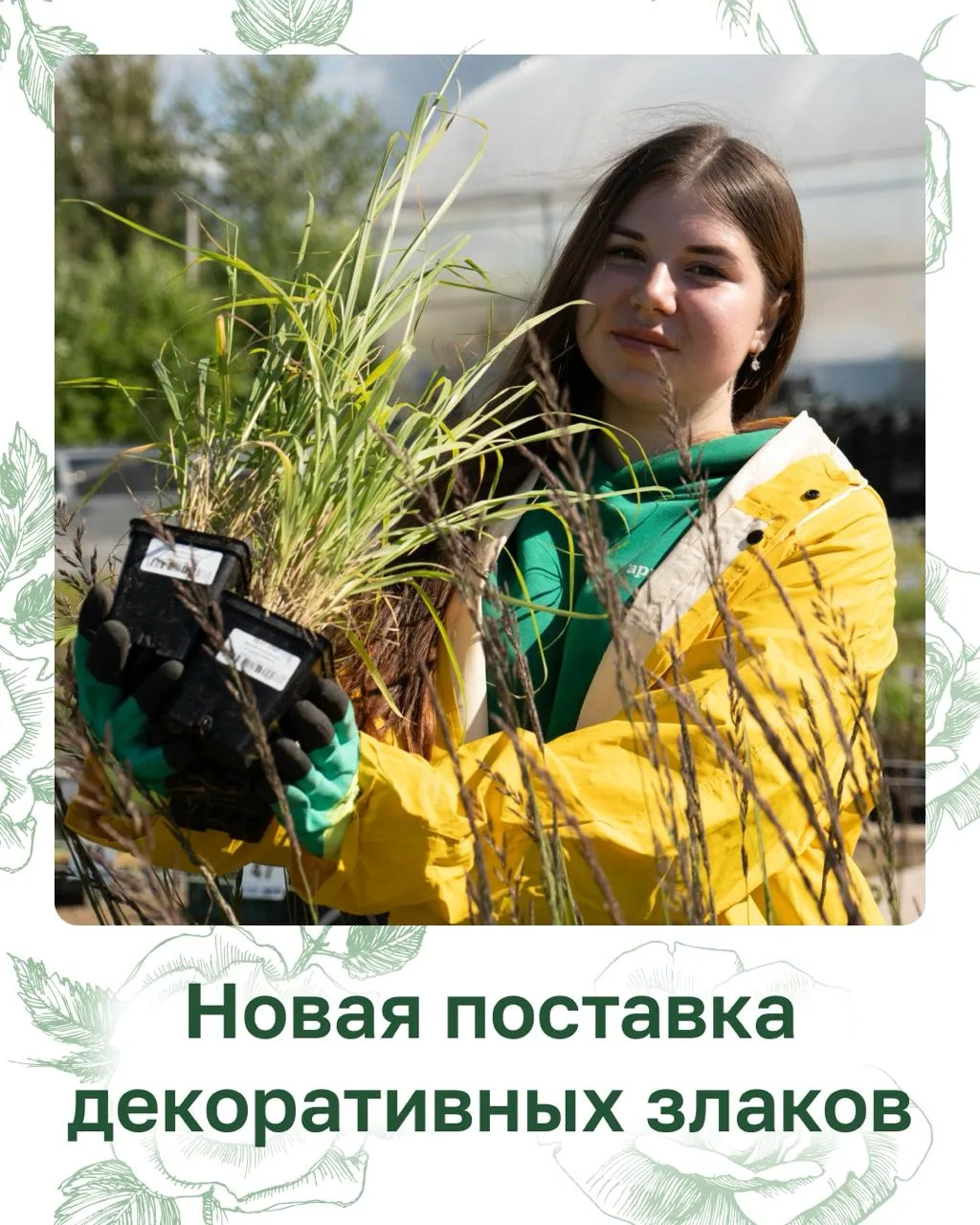 🌾 НОВОЕ ПОСТУПЛЕНИЕ ДЕКОРАТИВНЫХ ЗЛАКОВ🌾