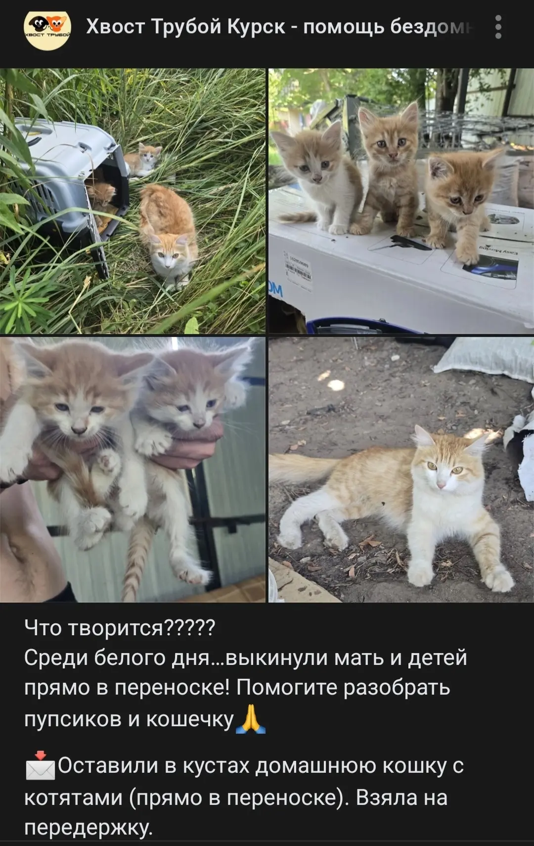 Одни выкинули, другие перевыкинули. Котяток пристраивать, это вам не вагоны разгружать,...