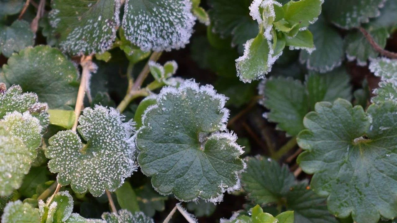 🥶 Заморозки накроют Пермский край