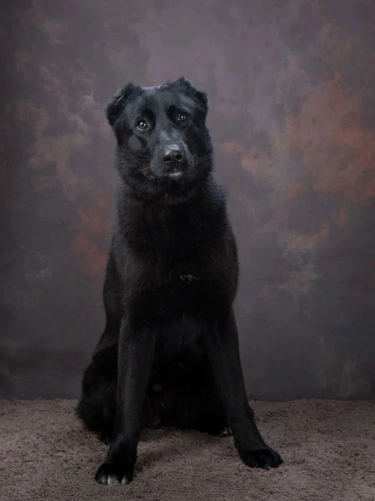 🐾 Тедди