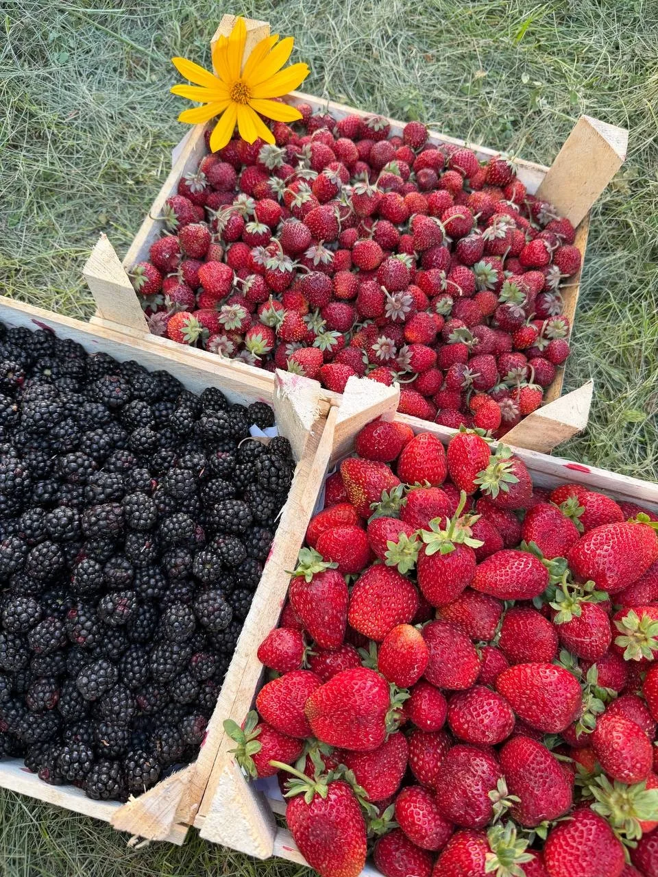 🍓❤️🚛 БЕЛОВО • БАЧАТСКИЙ • ГУРЬЕВСК — СВЕЖИЕ ЯГОДЫ ОТ 1000 ₽ ЗА ЯЩИК! 🔥