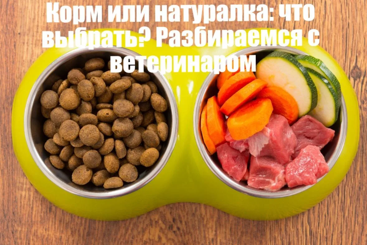 Сегодня мы затронем одну из самых горячих тем среди владельцев питомцев: что лучше — пр...