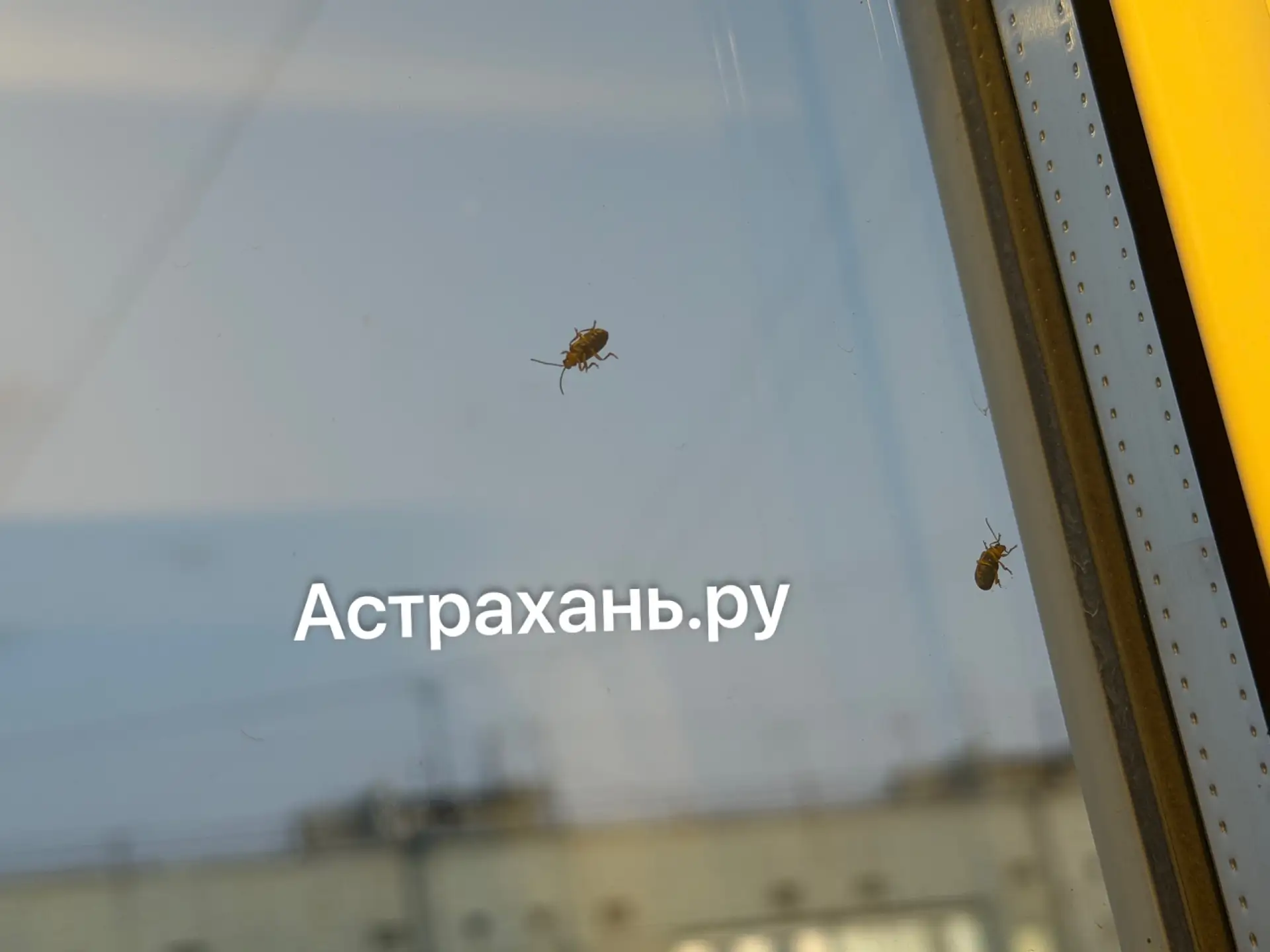 Астрахань атаковали странные жуки: что это и нужно ли с ними бороться?