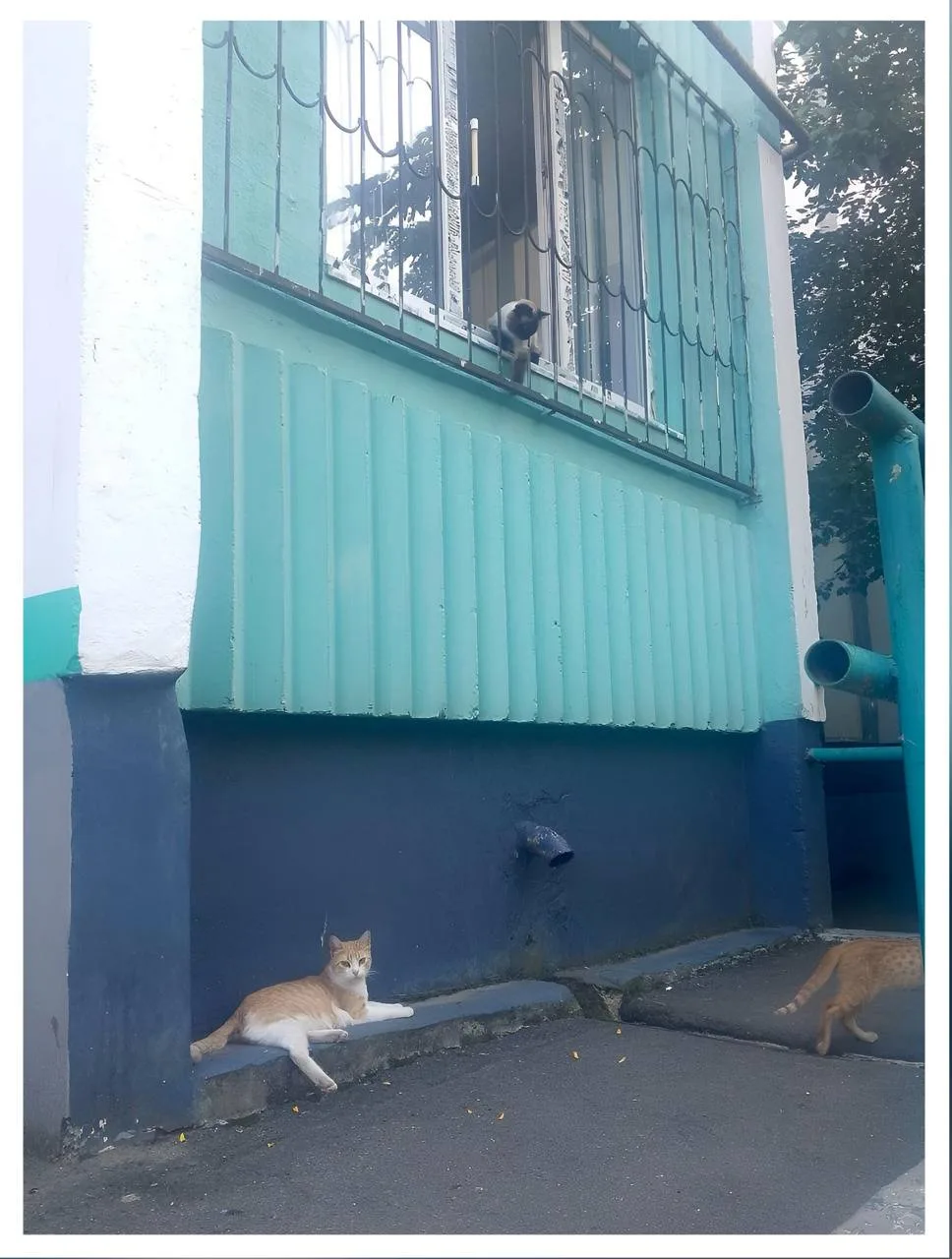 ДонКоТ