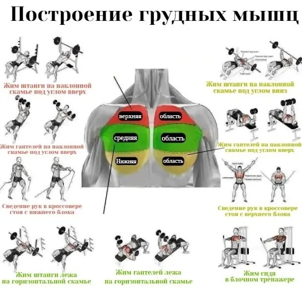 Построение грудных мышц🔥🤘🏻