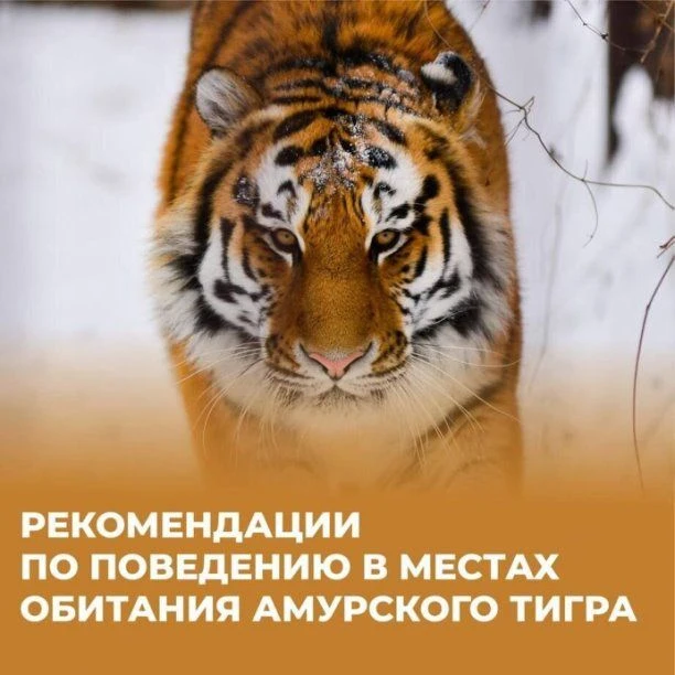 Внимание! Рекомендации по безопасности при встрече с амурским тигром