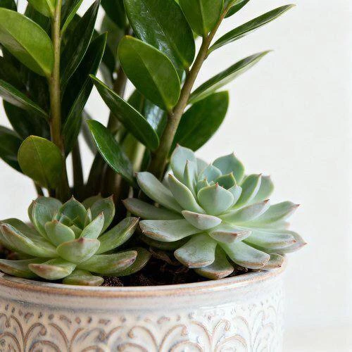 Как подружиться с суккулентами и замиокулькасом 🌵

🔻 Для вечно занятого цветовода суккуленты и зам