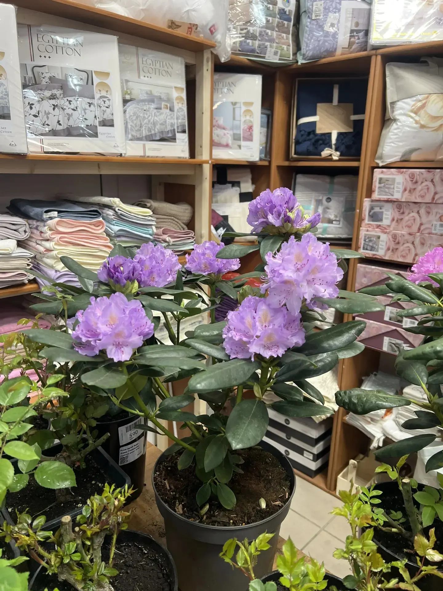 Рододендроны распустились!🥰