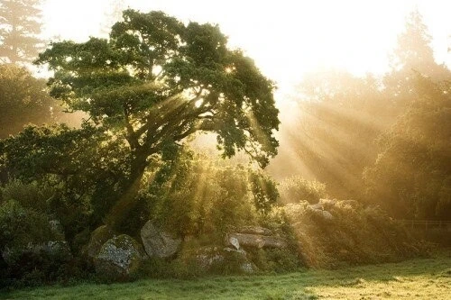 ЭНЕРГЕТИКА ДЕРЕВЬЕВ 🌳🌲