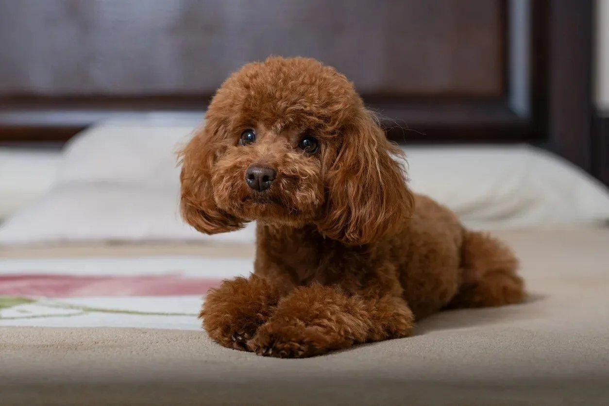 С Днём карликового пуделя! 🐩✨