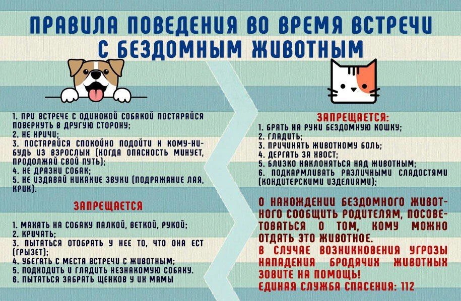 🐈 ПРАВИЛА ПОВЕДЕНИЯ ПРИ ВСТРЕЧЕ С БЕЗДОМНЫМ ЖИВОТНЫМ
