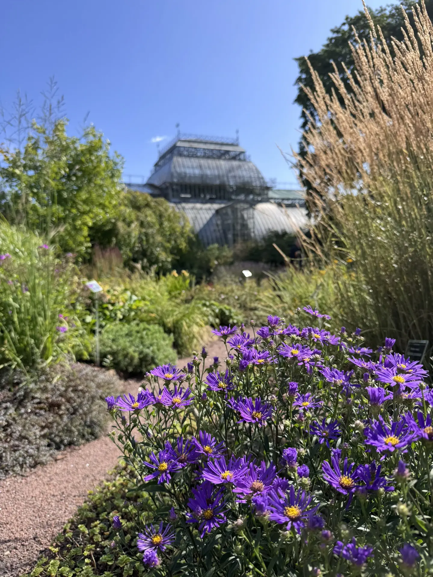 Немного вчерашнего солнца в этот хмурый пасмурный день 🌞