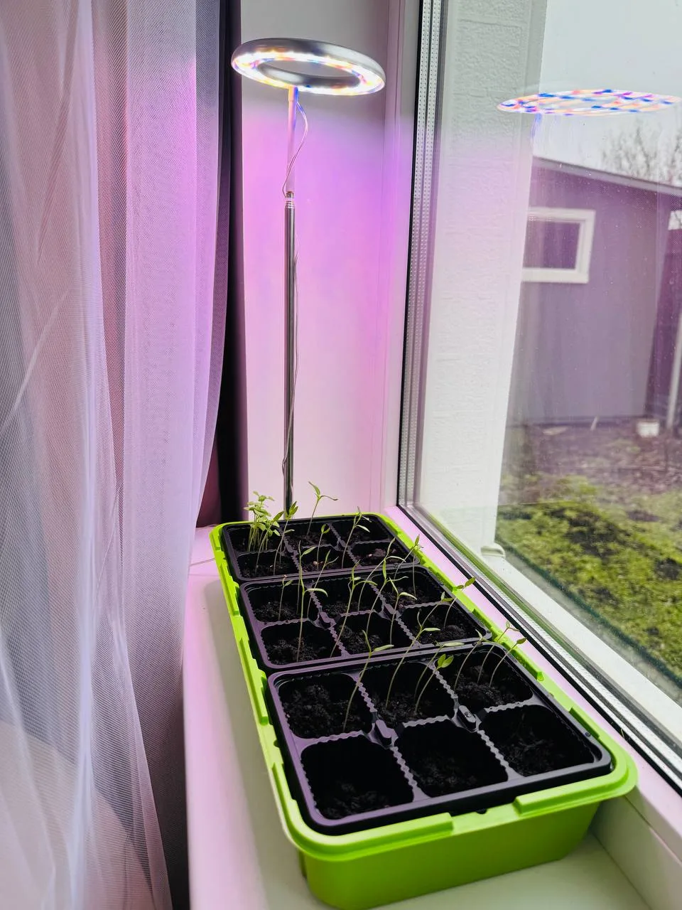 Ну что, спустя неделю в моём мини-парнике уже довольно много всходов. 🌱🌱🌱 В пустые ячейки я всё-таки