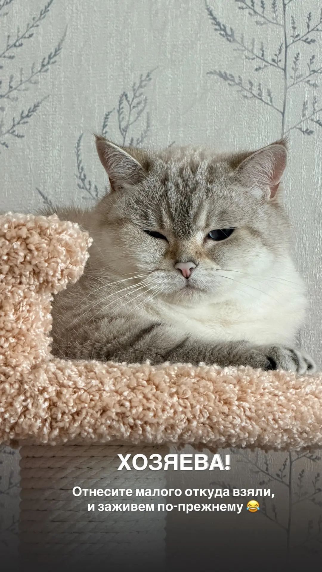 Чё то ржу со старшего кота😂  Хотя у него такое выражение практически всегда, когда малой рядом😁
