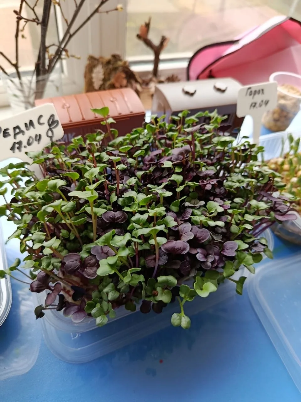🌱 Конкурс мини-огородов на окне в Корпусе 5  На днях в Корпусе 5  прошёл ежегодный конкурс мини-огор