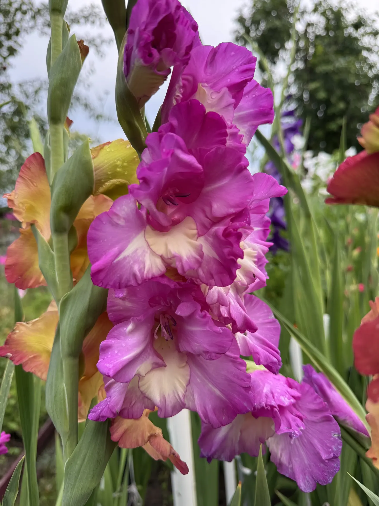Урожай урожаем, но на даче всегда должно оставаться место для красоты! 🌸🌿