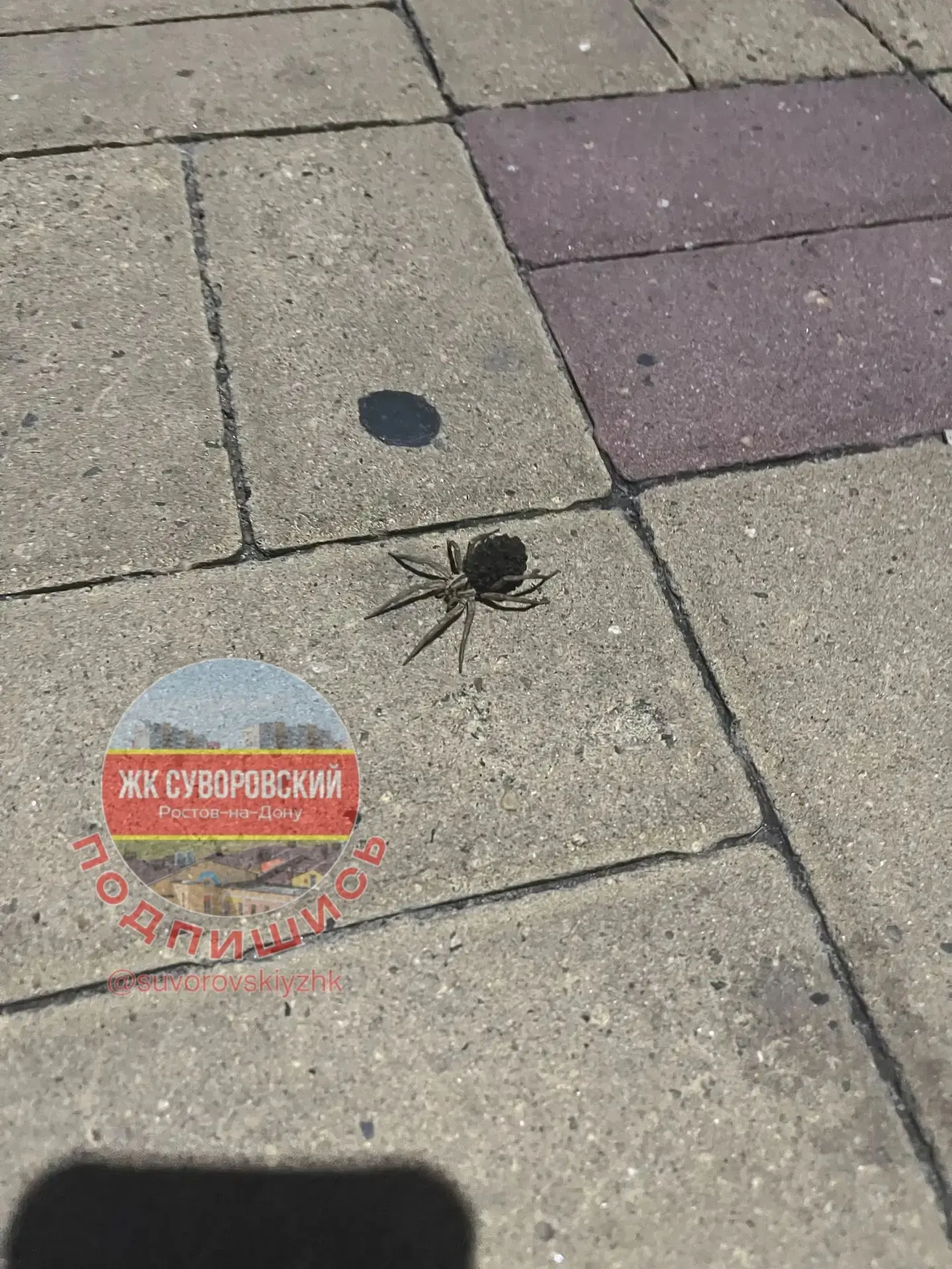 Вы скорее всего удивитесь, но на фото ВОЛК.
