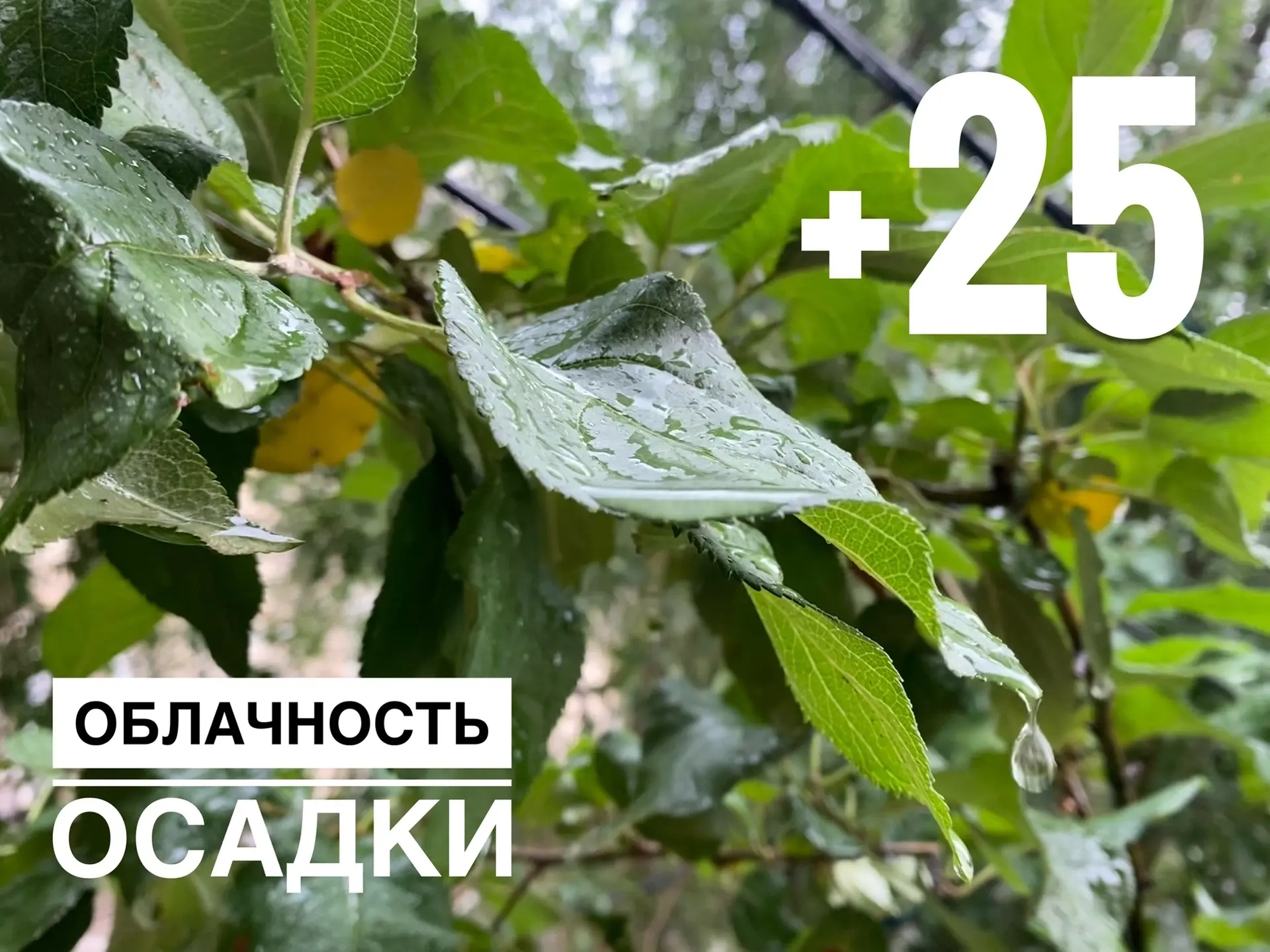 🌧️ В Оренбурге снова прогнозируют дождь, однако будет показываться и солнце

🌿Температура воздуха 