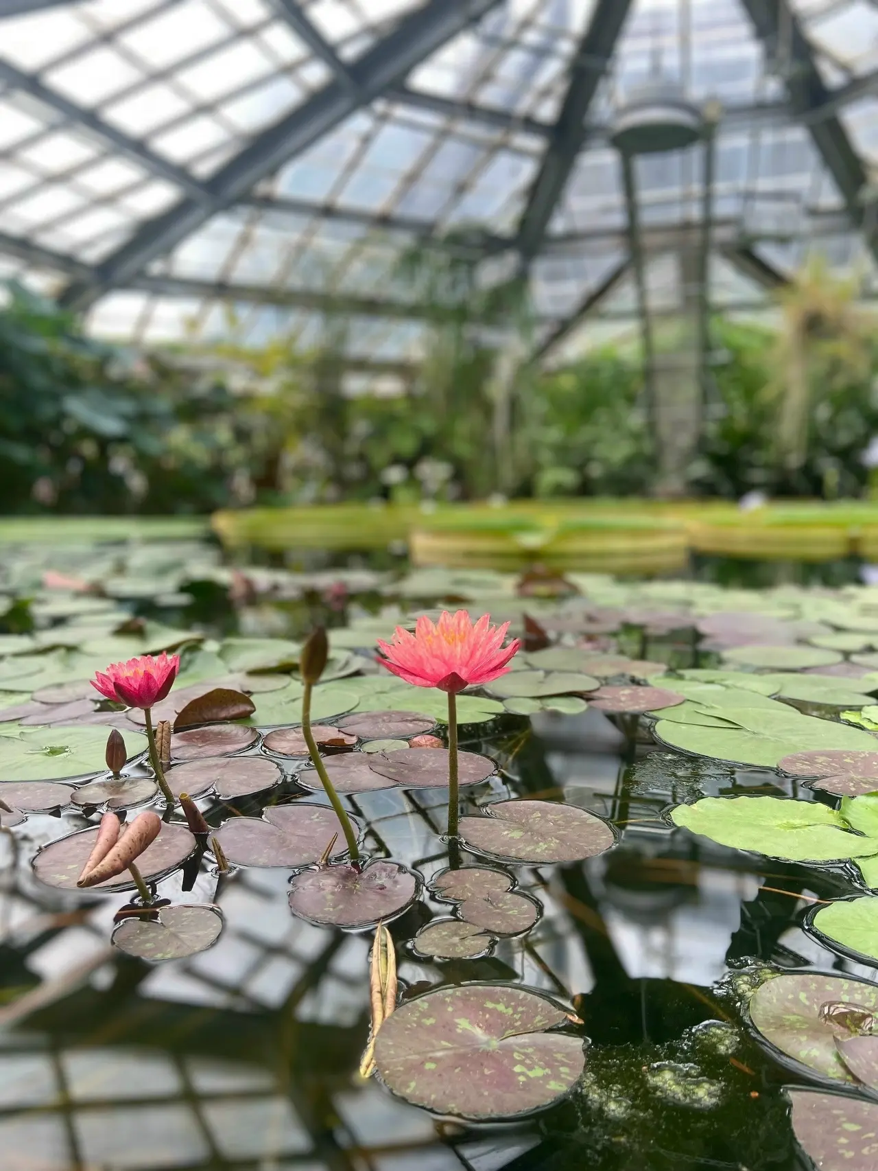 На водном маршруте в оранжерее Ботанического сада

📸: Ната Стародубцева