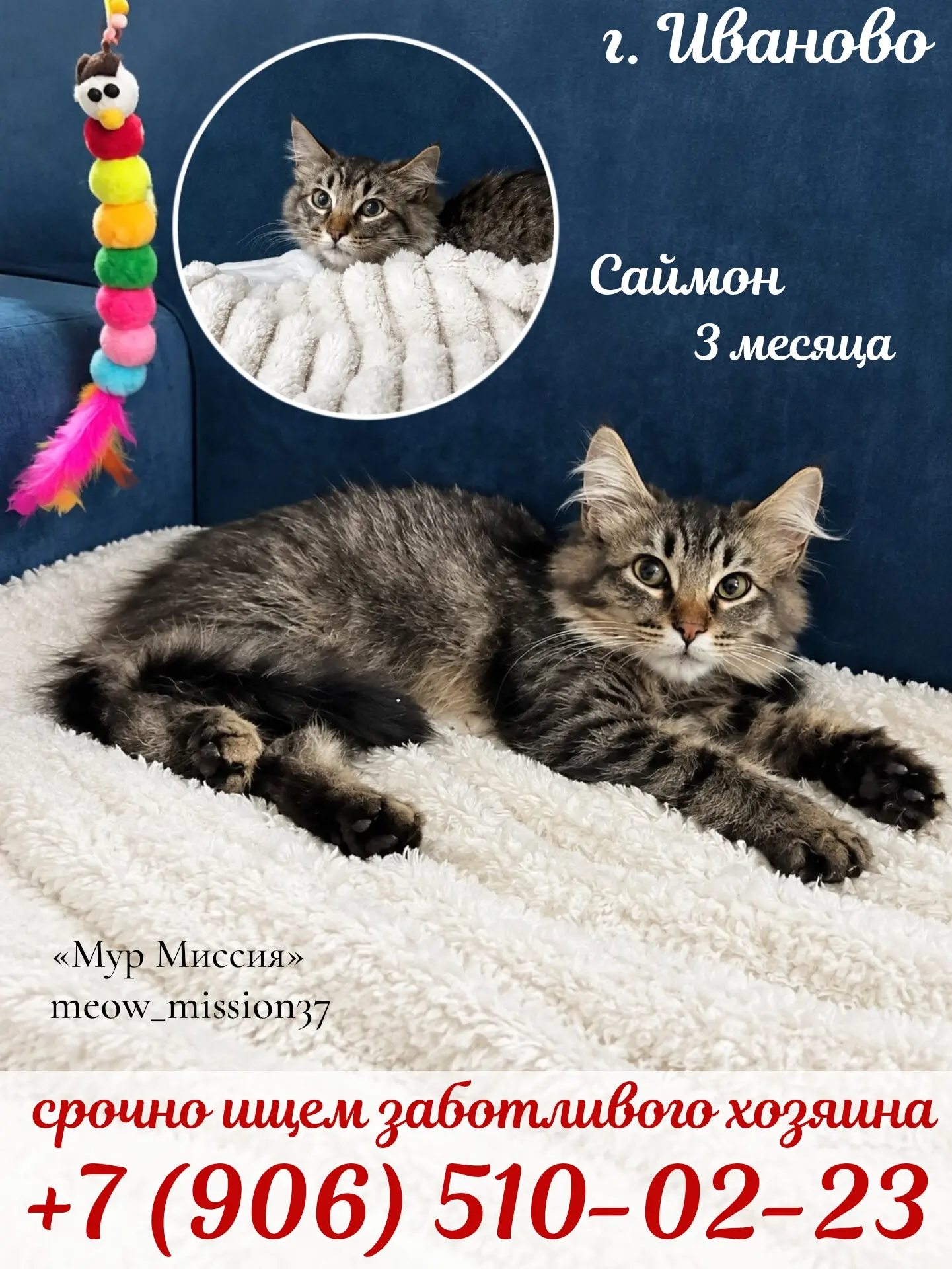 Саймон ищет свой дом! 🏡